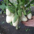 Description des variétés d'aubergines blanches, leurs avantages et inconvénients