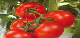 Description of the tomato variety Harlequin F1, its agricultural technology