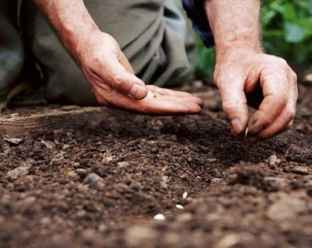 Jours favorables et défavorables pour la plantation de concombres en juin 2020