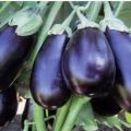 Description of the Clorinda eggplant variety, its characteristics and yield