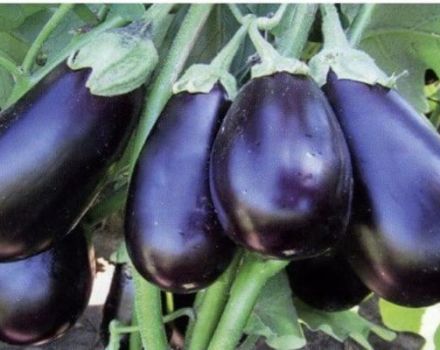 Description de la variété d'aubergine Clorinda, ses caractéristiques et son rendement