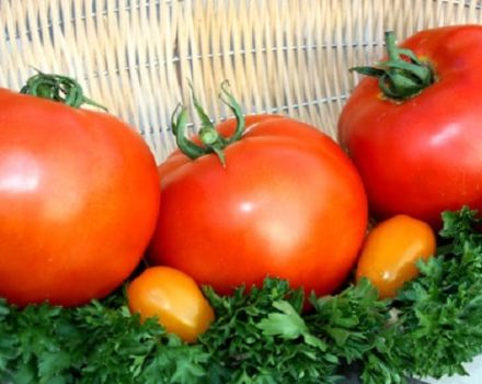 Description de la variété de tomate grasse, sa plantation et ses soins