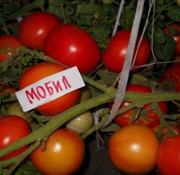 Eigenschaften und Beschreibung der Tomatensorte Mobil, deren Ertrag