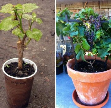 Variedades de uva para cultivar en un apartamento y cuidado en el hogar.