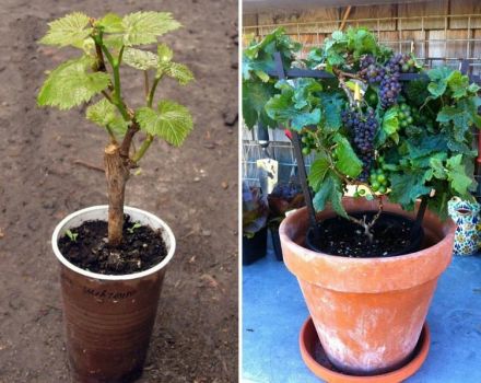 Grape varieties for cultivation in an apartment and home care