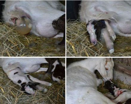 Why the goat does not get the afterbirth and what to do, folk methods and prevention