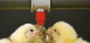 Jadual dan gambarajah minum ayam dengan antibiotik dan vitamin