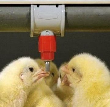 Tableau et schémas de la consommation de poulets avec des antibiotiques et des vitamines