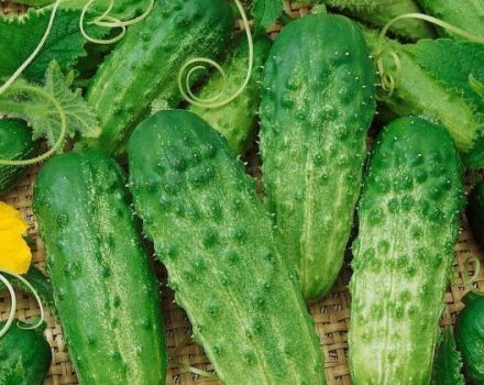 Characteristics and description of the Phoenix cucumber variety, how much yield and how to grow