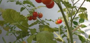 Cultiver une variété de tomates Pugovka, ses caractéristiques et sa description