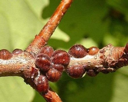 Signes de l'apparition d'insectes cochenilles sur le drain et méthodes de lutte avec les remèdes chimiques et populaires