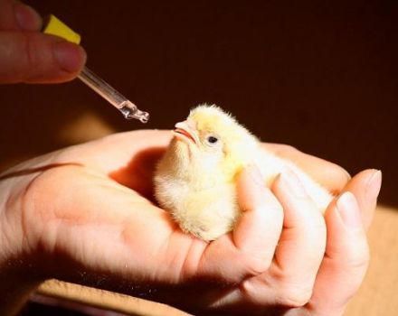 Penerangan dan komposisi kompleks vitamin terbaik untuk ayam, dos