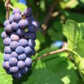 Description and features of Pinot Noir grapes, history and rules of agricultural technology