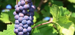 Description et caractéristiques du raisin Pinot Noir, histoire et règles de la technologie agricole