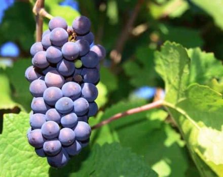 Description et caractéristiques du cépage Pinot Noir, histoire et règles de la technologie agricole