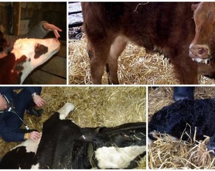 Causes and symptoms of bronchopneumonia in calves, treatment regimens and prevention