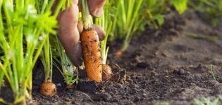 Cómo tratar los pulgones en las zanahorias con remedios caseros, cómo procesar