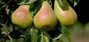 Description and characteristics of the cathedral pear variety, cultivation and pollinators