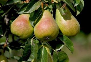 Descripción y características de la variedad, cultivo y polinizadores de la pera catedral.