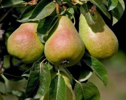 Descripción y características de la variedad, cultivo y polinizadores de la pera catedral.