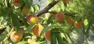 Caractéristiques et description de la variété de pêche jaune Donetsk, plantation et entretien