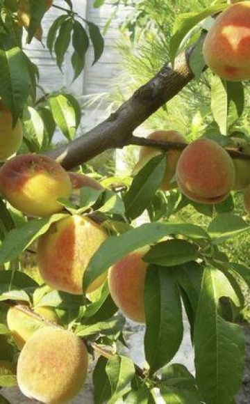 Características y descripción de la variedad de melocotón amarillo de Donetsk, plantación y cuidado.