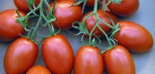 Characteristics and description of the tomato variety Roma, its yield