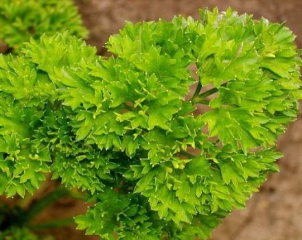 Tipos de enfermedades del perejil en el jardín, cómo tratarlas y qué hacer.