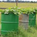 Cultivo y cuidado paso a paso de pepinos en barrica.