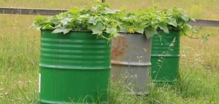 Step-by-step cultivation and care of cucumbers in a barrel