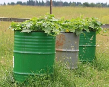 Cultivo y cuidado paso a paso de pepinos en barrica.