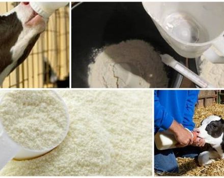 How to breed milk powder per 1 liter of water and proportions for calves, the best milk replacer