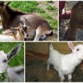 Possible causes of diarrhea in a goat, methods of treatment and methods of prevention