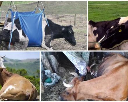 Cómo criar una vaca sin cabrestante después de acostarse, síntomas y tratamiento.