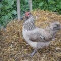 Description and characteristics of the Ameraukan chicken breed, breeding features