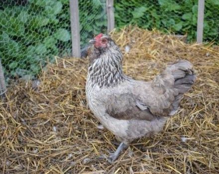 Description et caractéristiques de la race de poulet Ameraukan, caractéristiques d'élevage