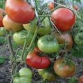 Ciri-ciri dan perihalan varieti tomato Champion EM, hasil