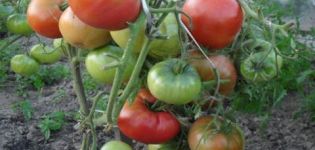 Caractéristiques et description de la variété de tomate Champion EM, rendement