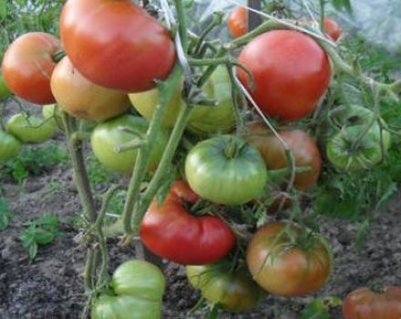 Características y descripción de la variedad de tomate Champion EM, rendimiento