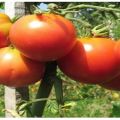 Description of tomato variety Nocturne, recommendations for cultivation