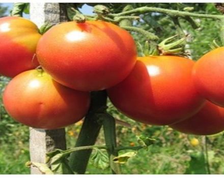 Descripción de la variedad de tomate Nocturne, recomendaciones para su cultivo.