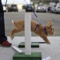 Comment s'entraîner et jouer avec un lapin, règles d'éducation à la maison