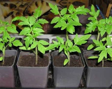 When and how to transplant tomato seedlings into pots