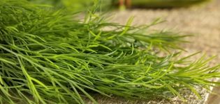 Description of the variety of dill Monk's beard, features of cultivation and yield