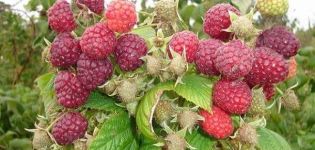 Description and characteristics of the Penguin variety of remontant raspberries, planting and care