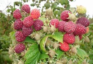 Description and characteristics of the remontant raspberry variety Penguin, planting and care