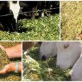 Types of feed for cattle and nutritional value, diet formulation