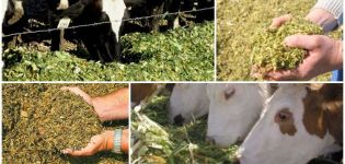 Types of feed for cattle and nutritional value, diet formulation