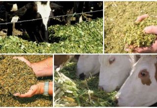 Types of cattle feed and nutritional value, diet formulation