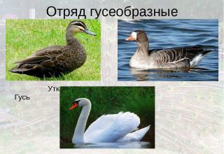 En quoi les cygnes diffèrent-ils exactement des oies, la description et les caractéristiques des oiseaux